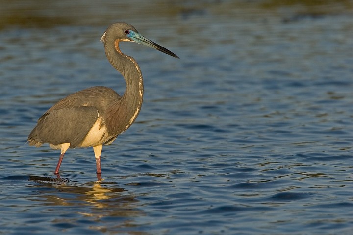 Dreifarbenreiher Egretta tricolor Tricolored Heron